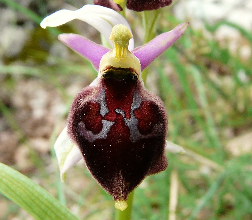 Ophrys biscutella